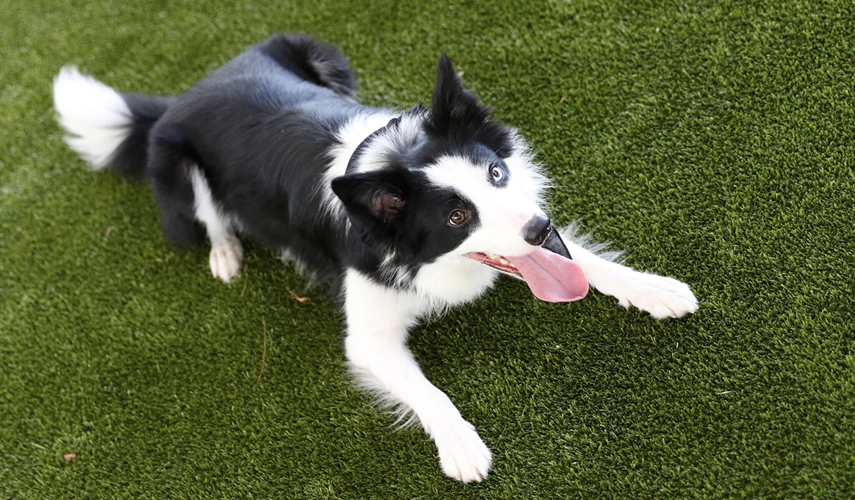 Keeping Your Dog Park Clean